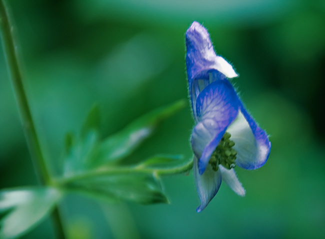 albino monkshood